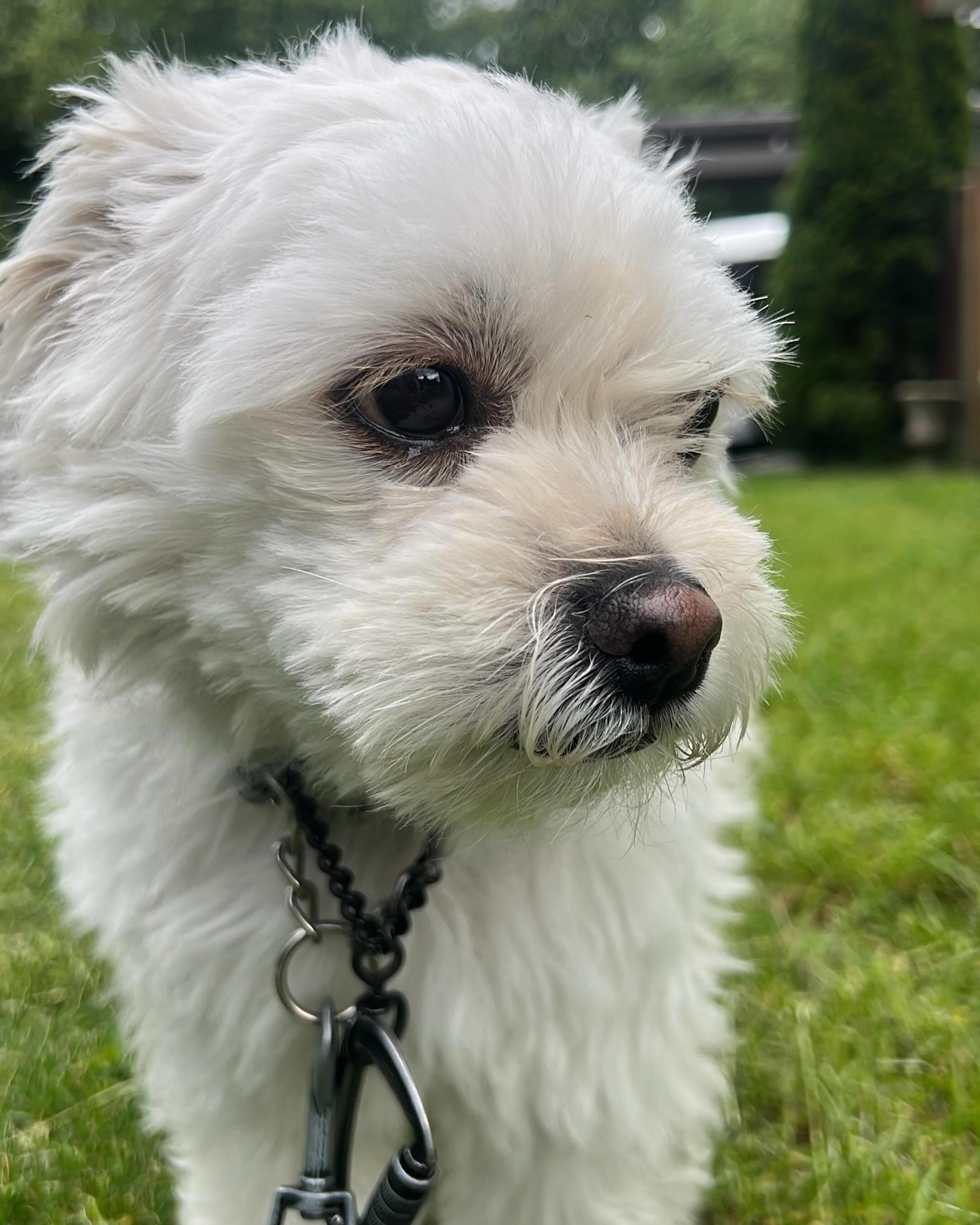 OLIVER, a ADOPTABLE mixed breed in Coquitlam, BC image 5/6