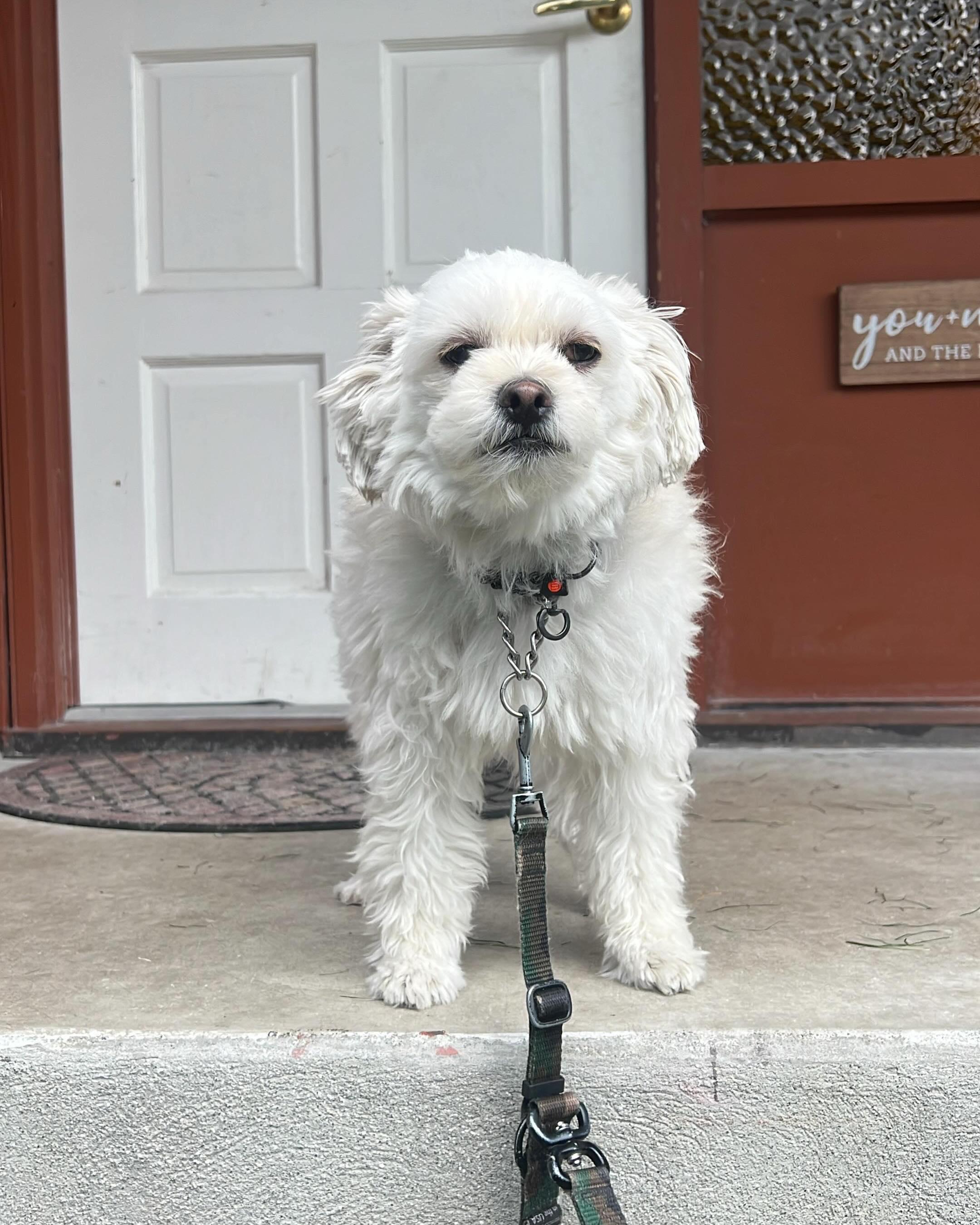 OLIVER, a ADOPTABLE mixed breed in Coquitlam, BC image 2/6