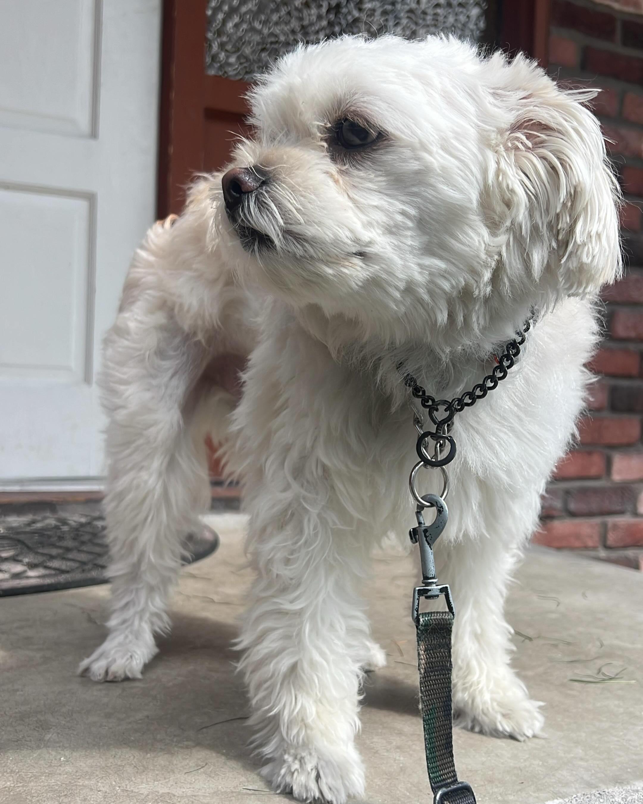 OLIVER, a ADOPTABLE mixed breed in Coquitlam, BC image 4/6