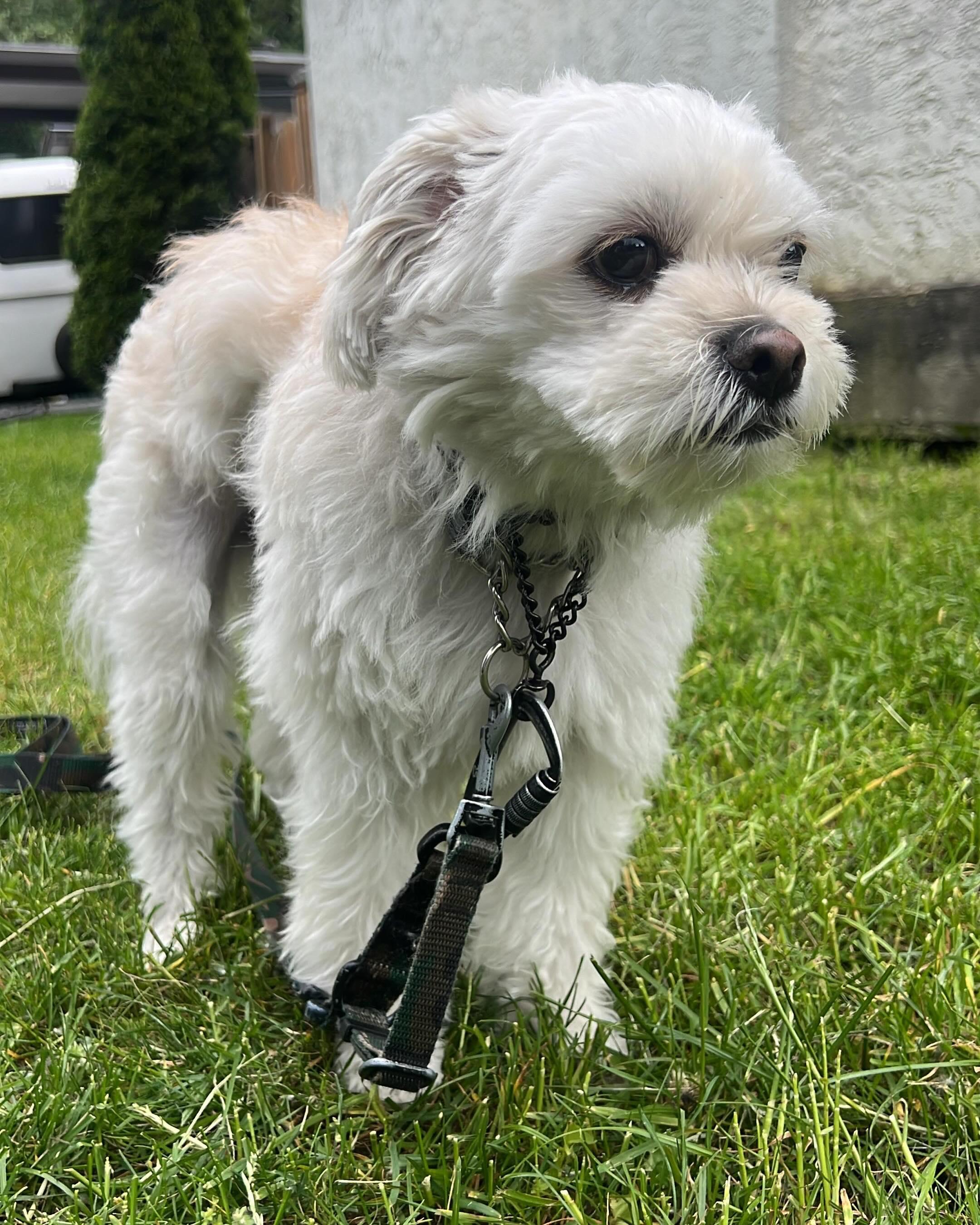 OLIVER, a ADOPTABLE mixed breed in Coquitlam, BC image 6/6