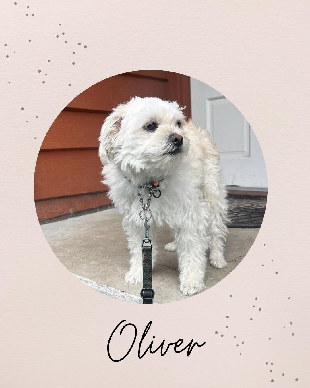 OLIVER, ADOPTABLE, Adult Male Shih Tzu & Maltese.
