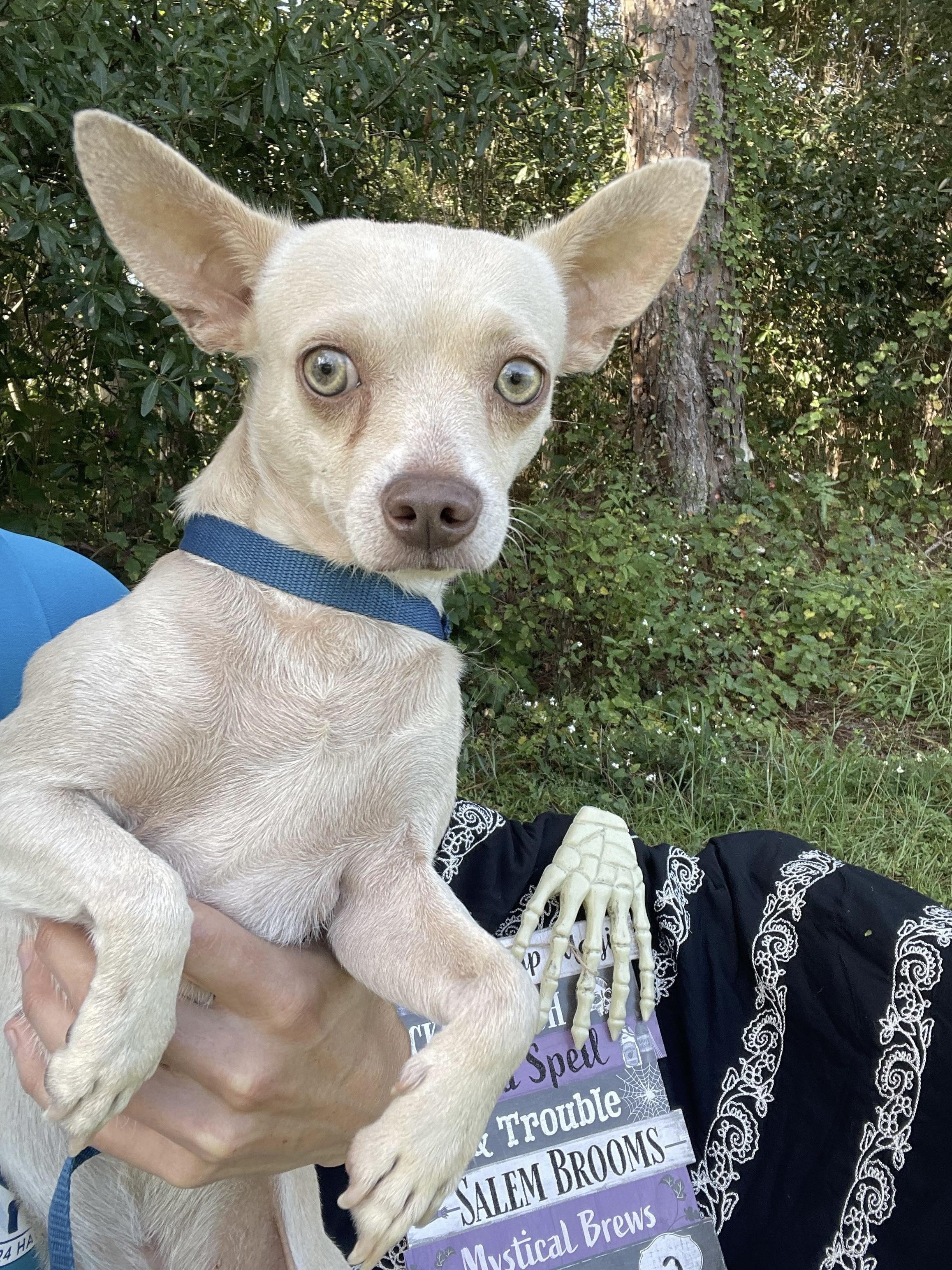 Pumba & Timone (bonded)