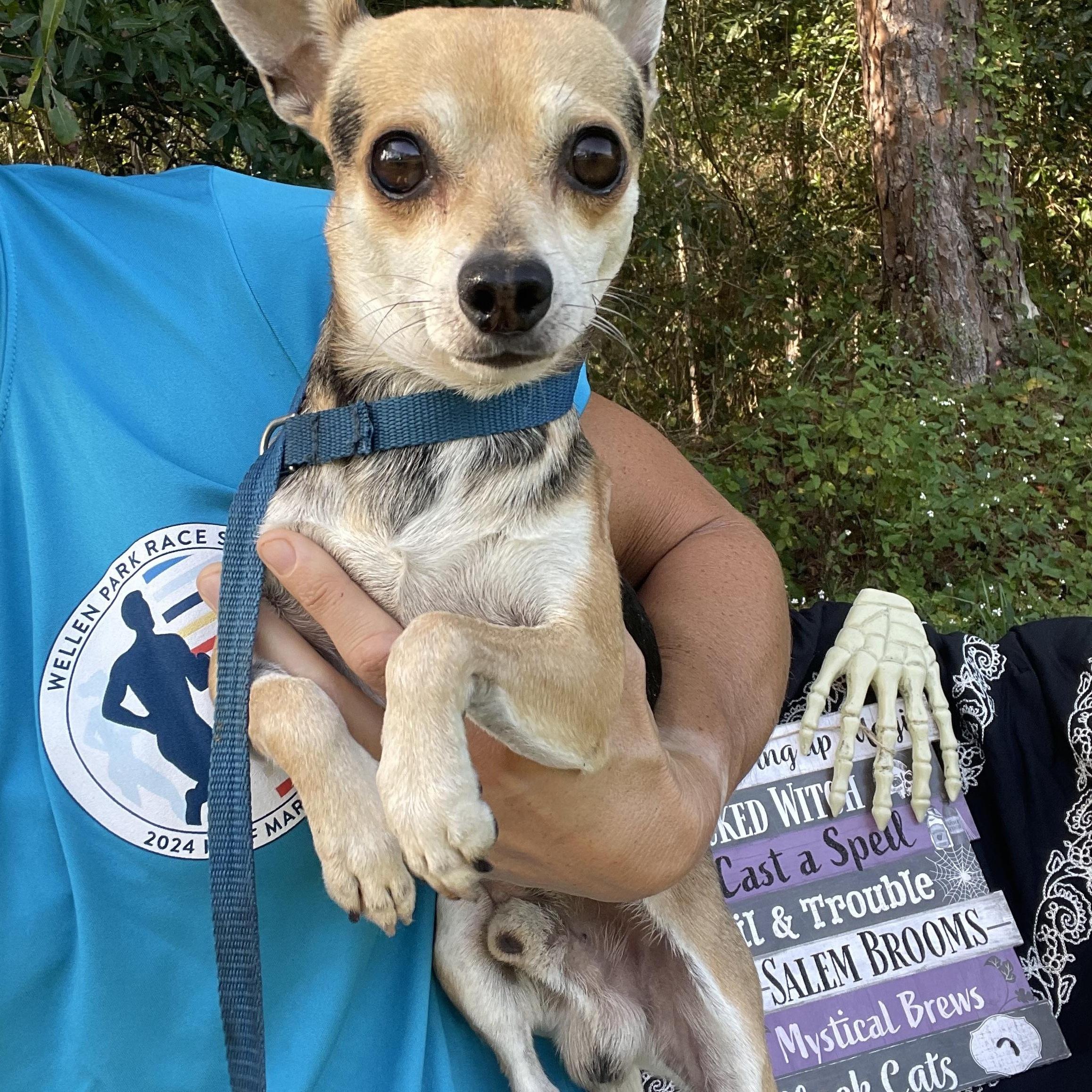 Pumba & Timone (bonded)