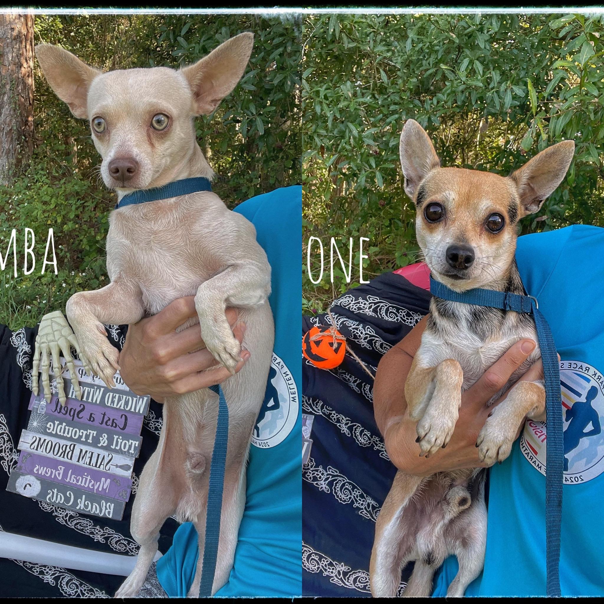 Pumba & Timone (bonded)