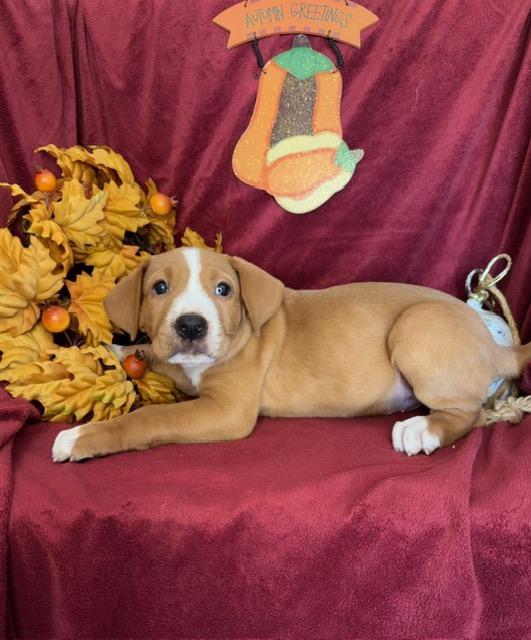Enlarge Telemachus Greek, a Adoptable mixed breed in Woburn, MA image 2/4