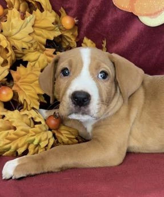 Enlarge Telemachus Greek, a Adoptable mixed breed in Woburn, MA image 1/4
