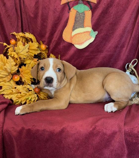 Enlarge Telemachus Greek, a Adoptable mixed breed in Woburn, MA image 3/4
