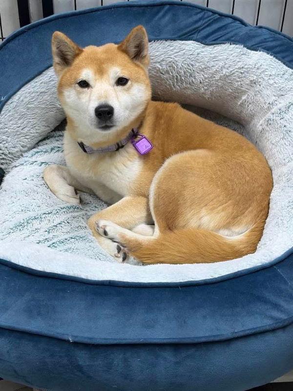 Vanity, a Adoptable Shiba Inu in Mukwonago, WI image 2/3