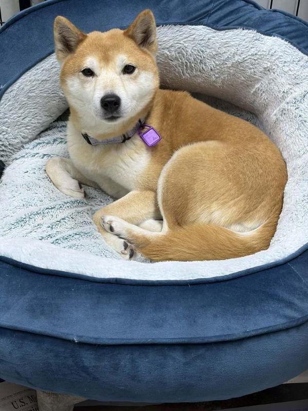 Vanity, a Adoptable Shiba Inu in Mukwonago, WI image 3/3