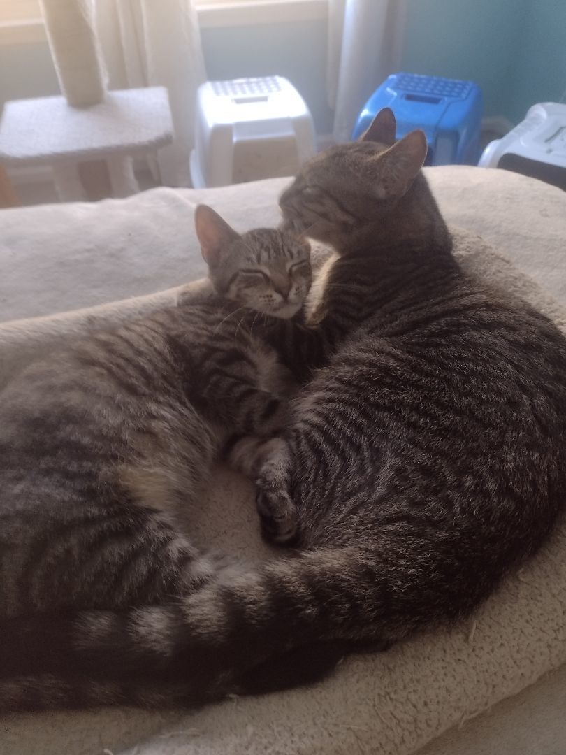 Priscilla & Penelope photo 3