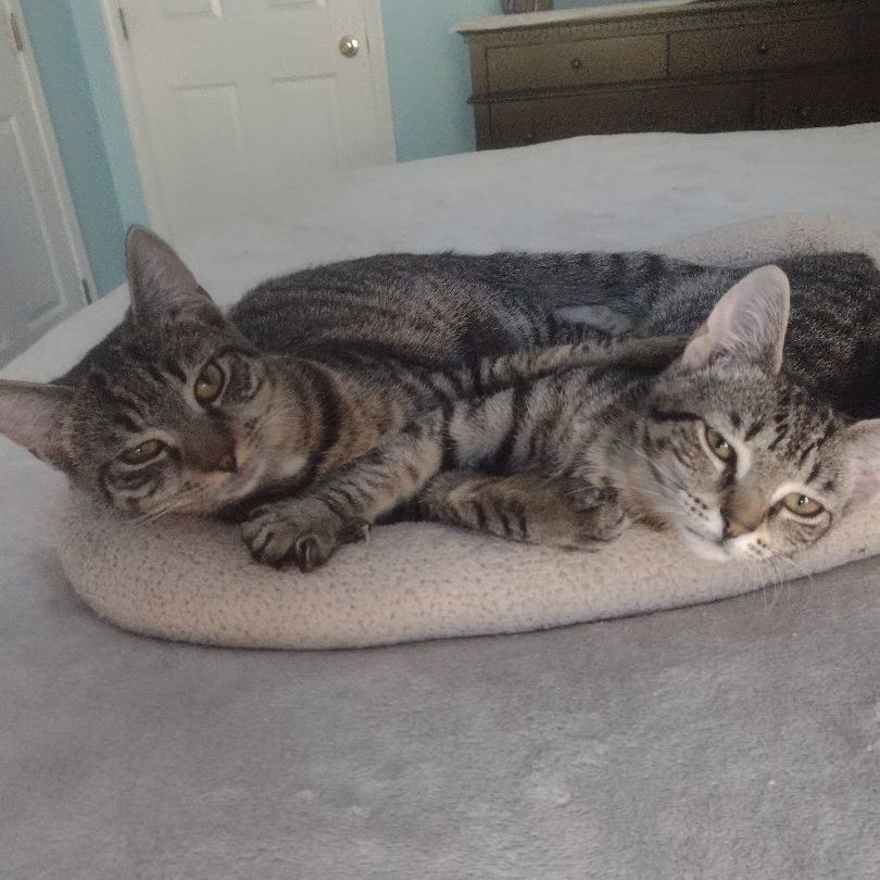 Priscilla & Penelope