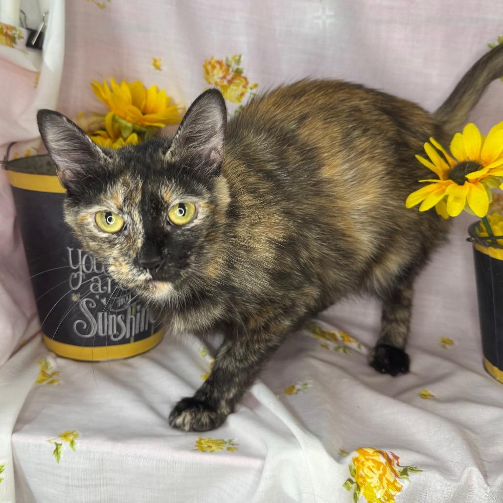 Girl Scout, Adoptable, Adult Female Domestic Short Hair.