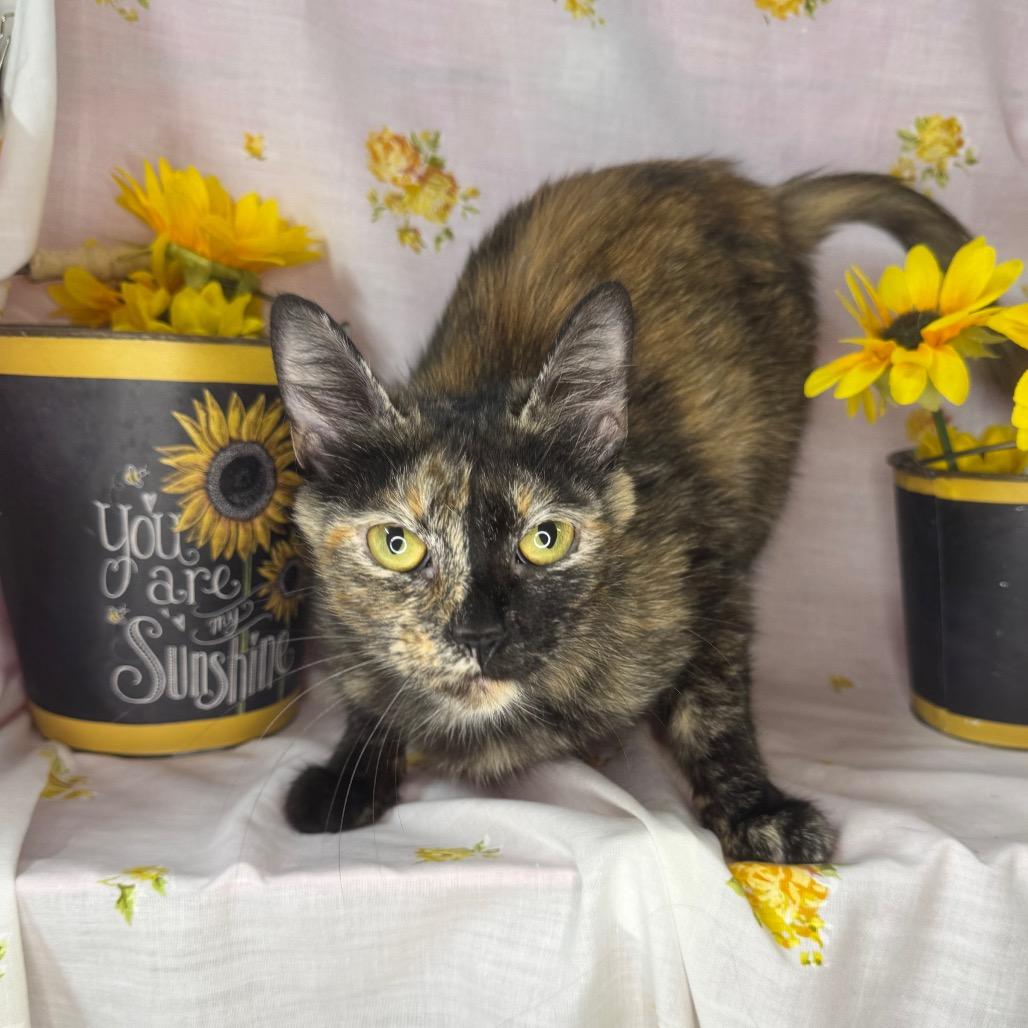 Girl Scout, a Adoptable Domestic Short Hair in Mount Vernon, IL image 2/6