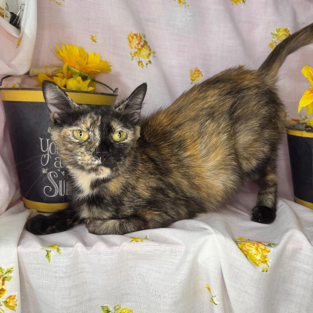 Girl Scout, a Adoptable Domestic Short Hair in Mount Vernon, IL image 3/6