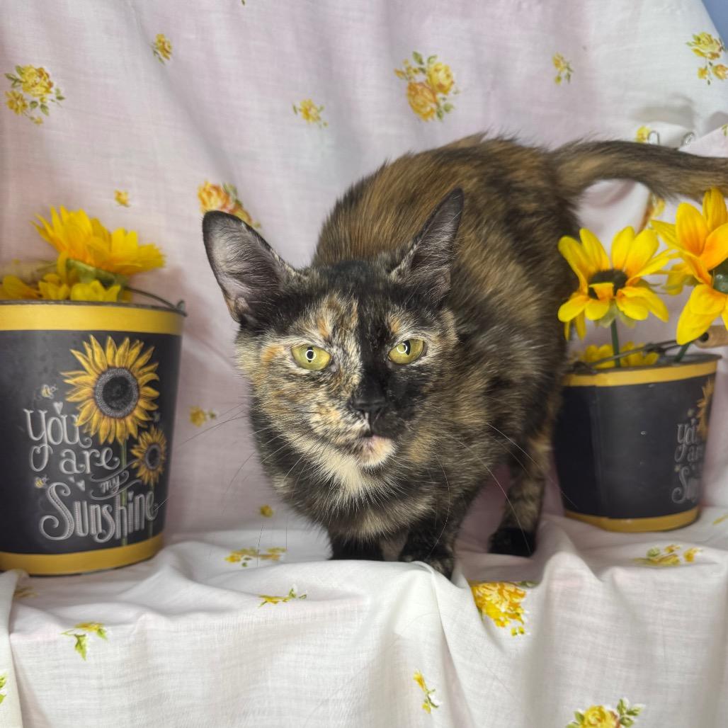 Girl Scout, a Adoptable Domestic Short Hair in Mount Vernon, IL image 4/6