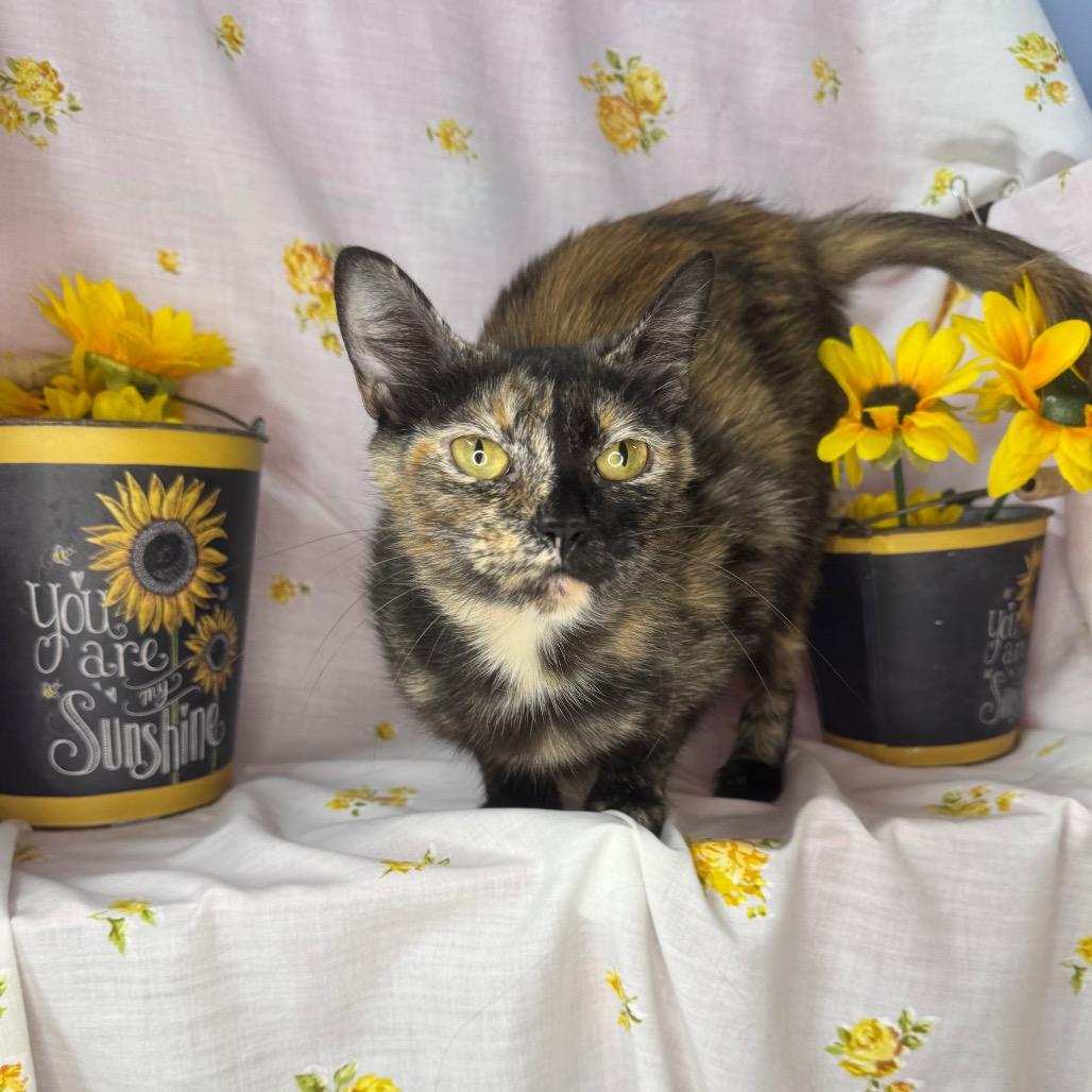 Girl Scout, a Adoptable Domestic Short Hair in Mount Vernon, IL image 5/6