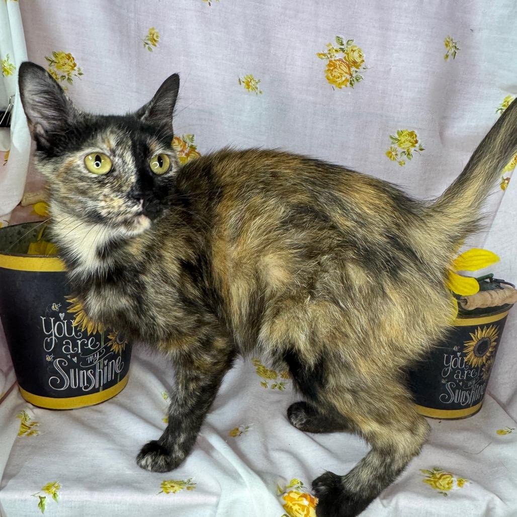 Girl Scout, a Adoptable Domestic Short Hair in Mount Vernon, IL image 6/6