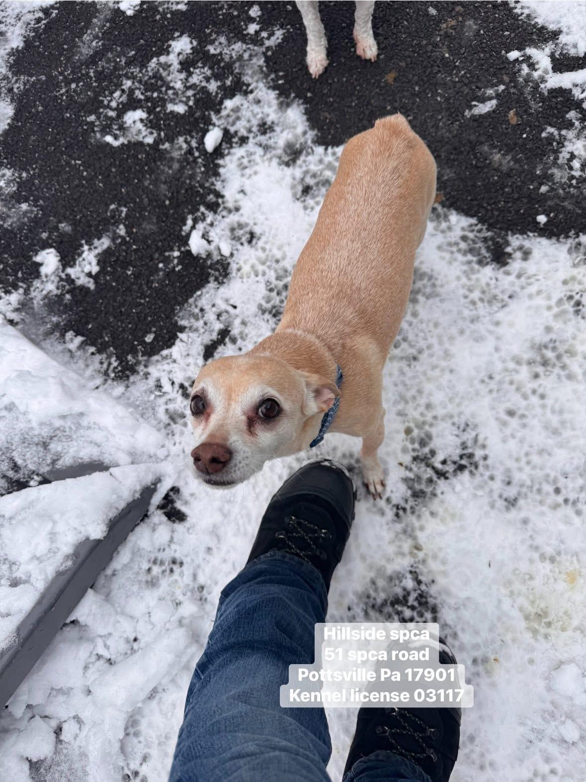 Kokoe, adopted, Adult Male Chihuahua.