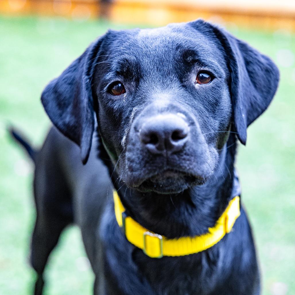 Lola, Adoptable, Young Female Black Labrador Retriever.