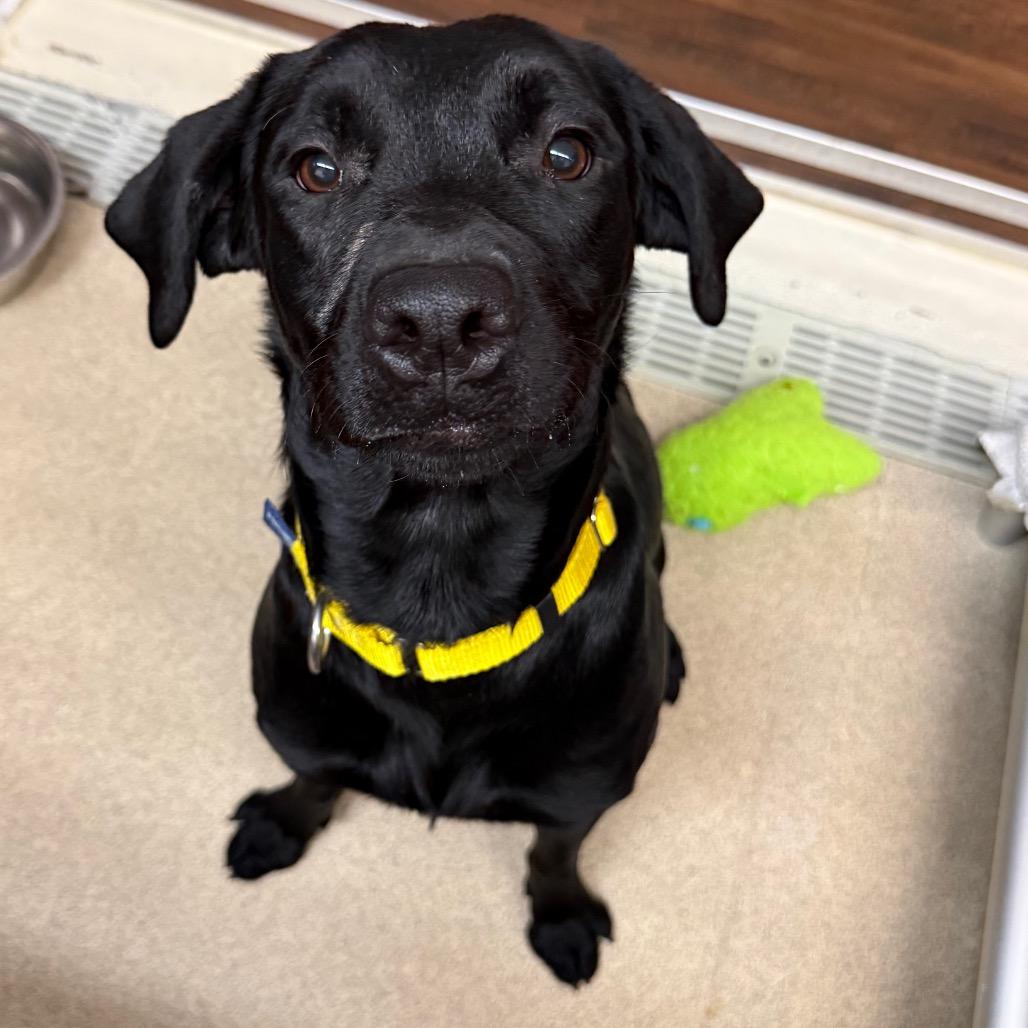 Enlarge Lola, a Adoptable mixed breed in Naperville, IL image 2/6