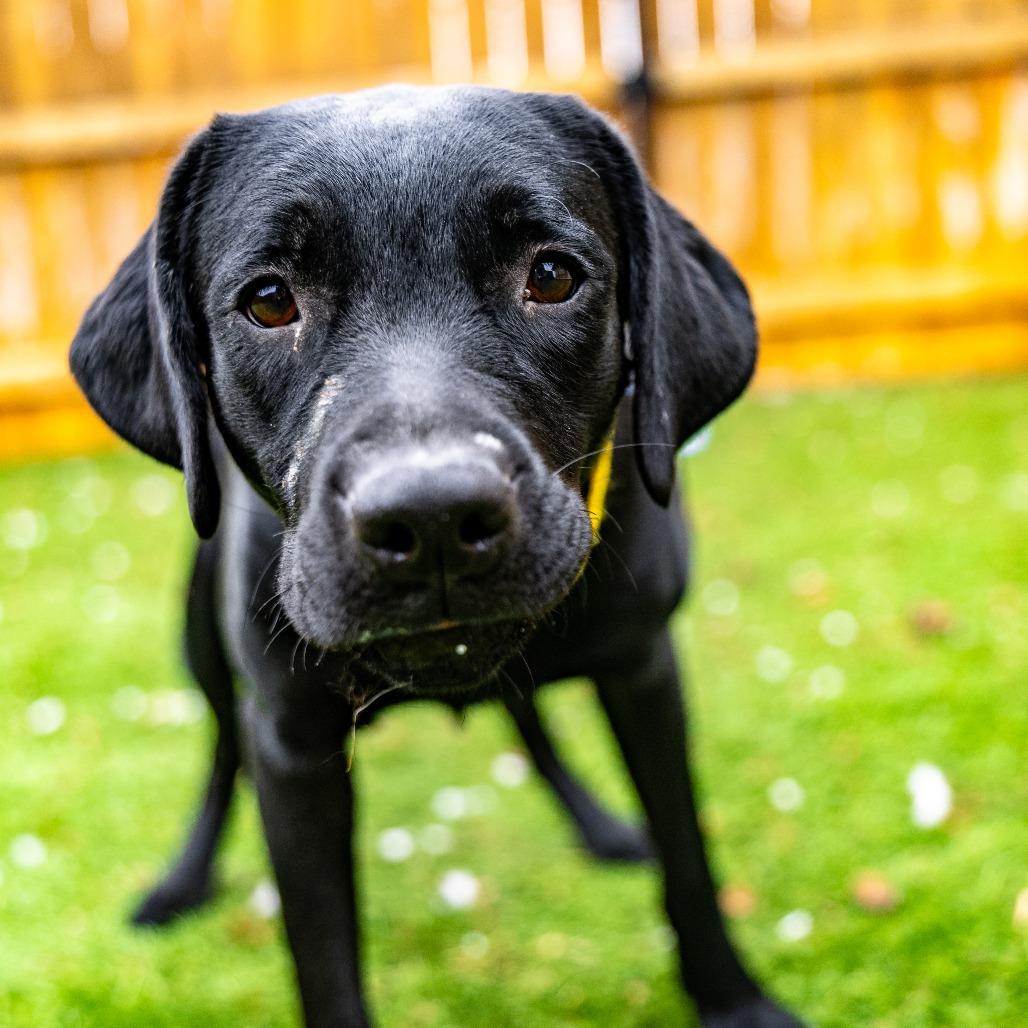 Enlarge Lola, a Adoptable mixed breed in Naperville, IL image 3/6