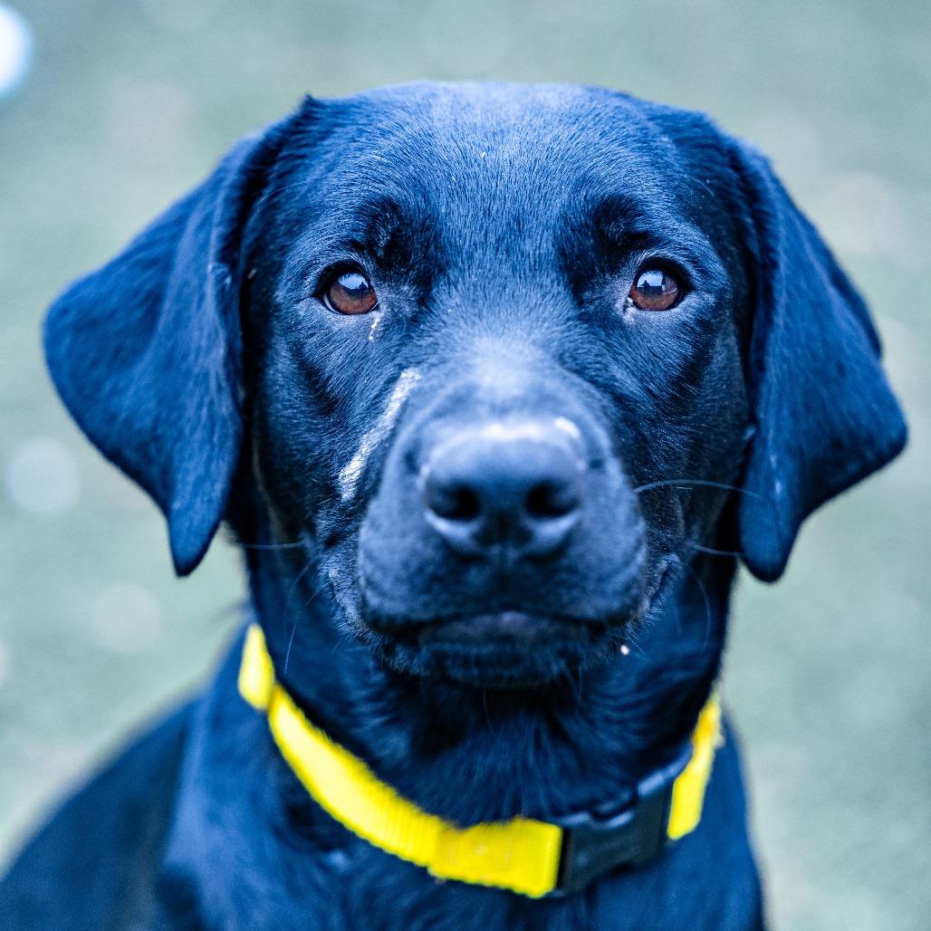 Enlarge Lola, a Adoptable mixed breed in Naperville, IL image 4/6