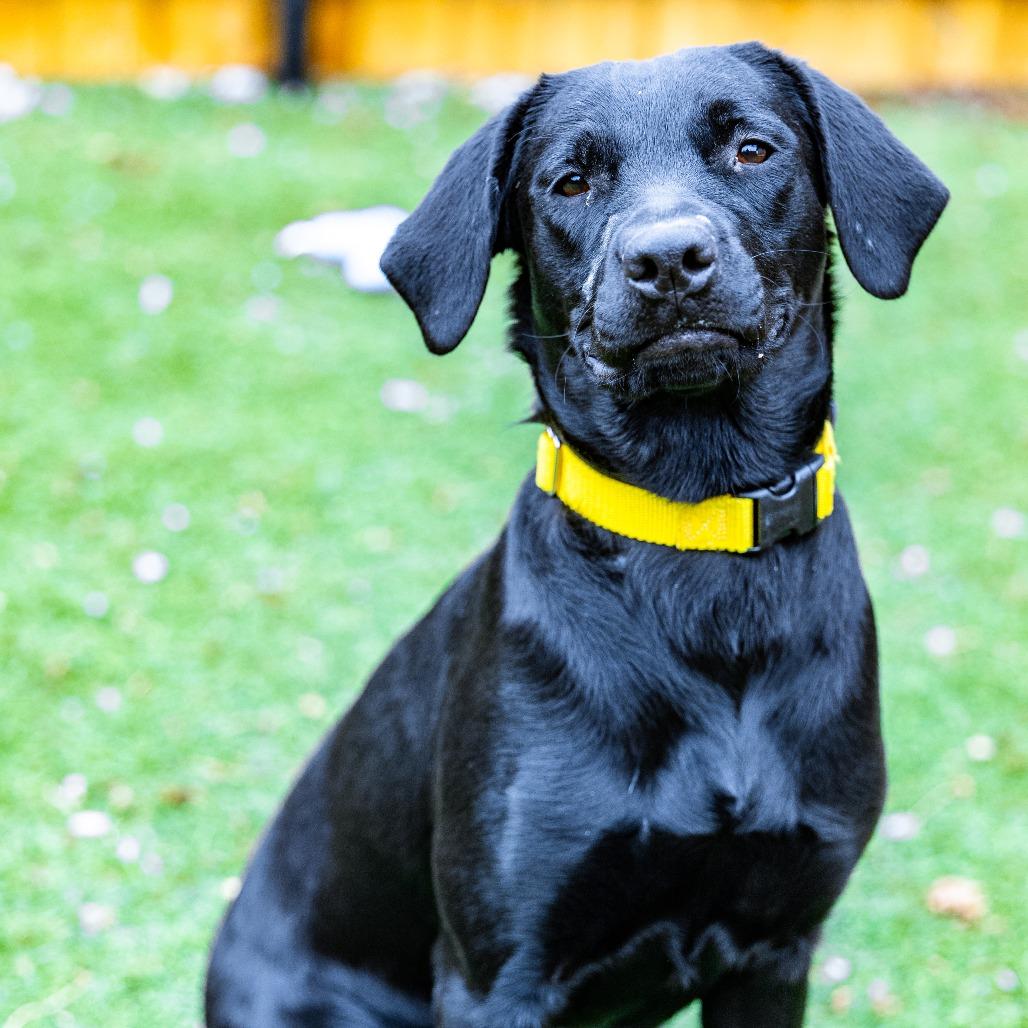 Enlarge Lola, a Adoptable mixed breed in Naperville, IL image 5/6
