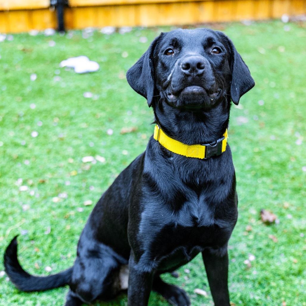 Enlarge Lola, a Adoptable mixed breed in Naperville, IL image 6/6