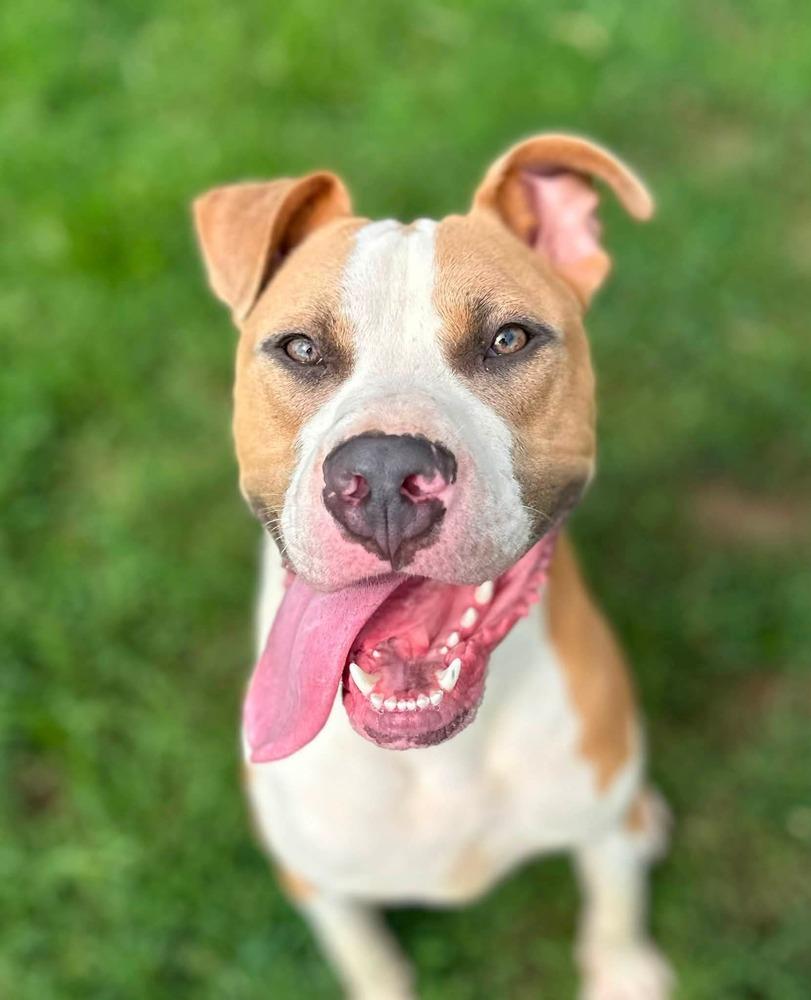 Enlarge Mikey, a Adoptable Pit Bull Terrier in Evansville, IN image 1/6