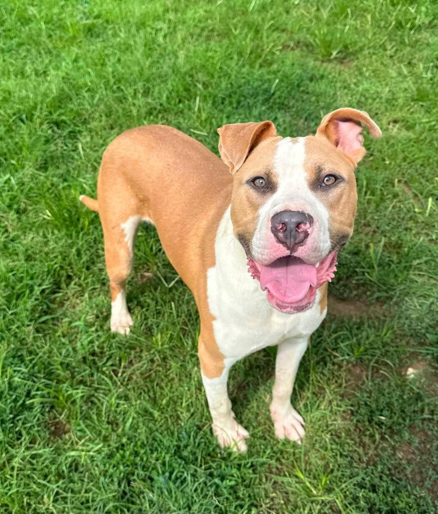 Enlarge Mikey, a Adoptable Pit Bull Terrier in Evansville, IN image 2/6