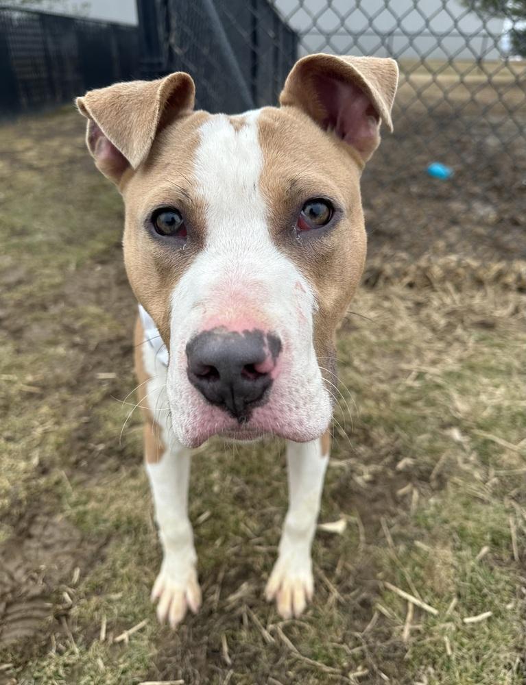 Enlarge Mikey, a Adoptable Pit Bull Terrier in Evansville, IN image 3/6