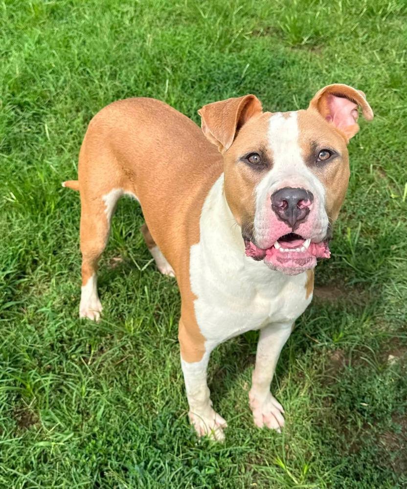 Enlarge Mikey, a Adoptable Pit Bull Terrier in Evansville, IN image 4/6