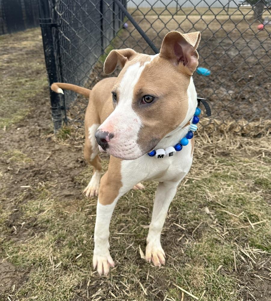 Enlarge Mikey, a Adoptable Pit Bull Terrier in Evansville, IN image 5/6