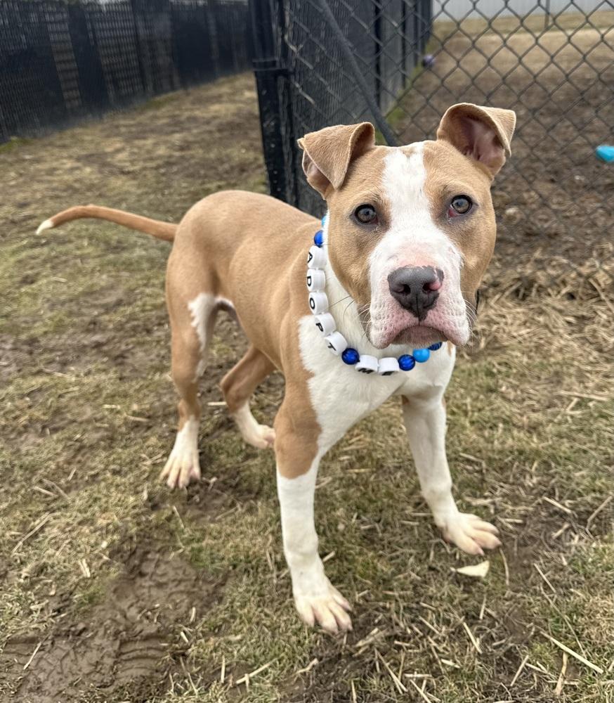 Enlarge Mikey, a Adoptable Pit Bull Terrier in Evansville, IN image 6/6