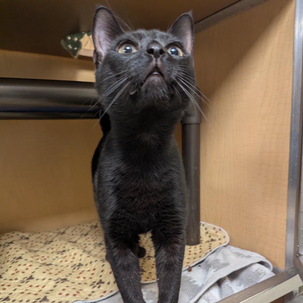 Marsh, Adoptable, Young Male Domestic Short Hair.