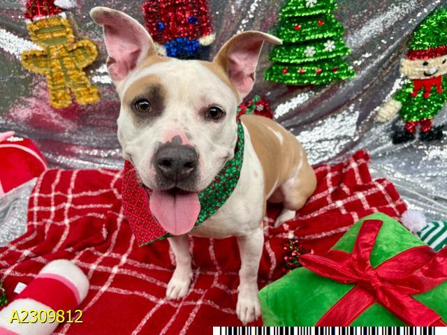 DERBY, Adoptable, Adult Female Mixed Breed.