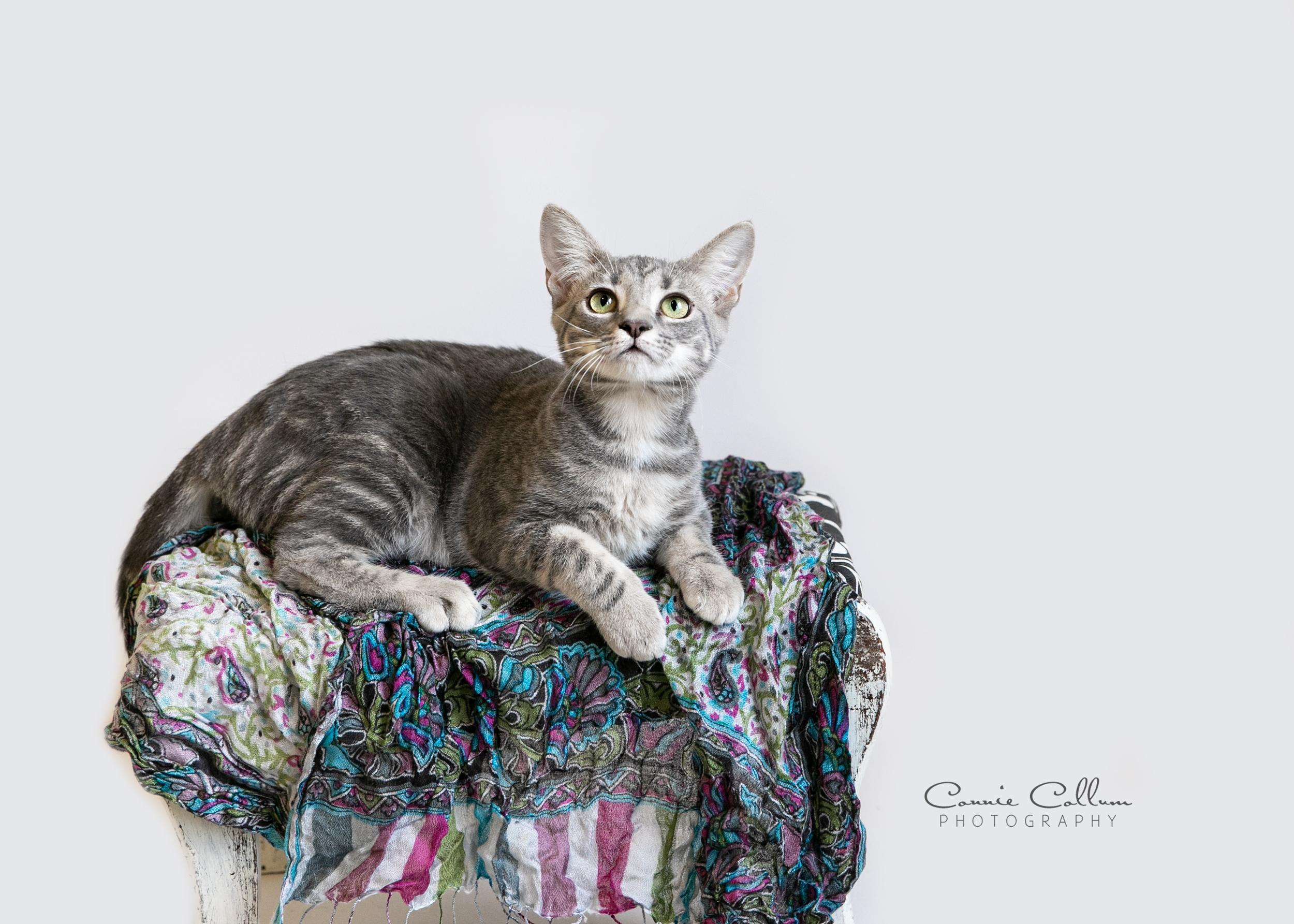 Enlarge Kelly, an adopted mixed breed in Homewood, AL image 4/4