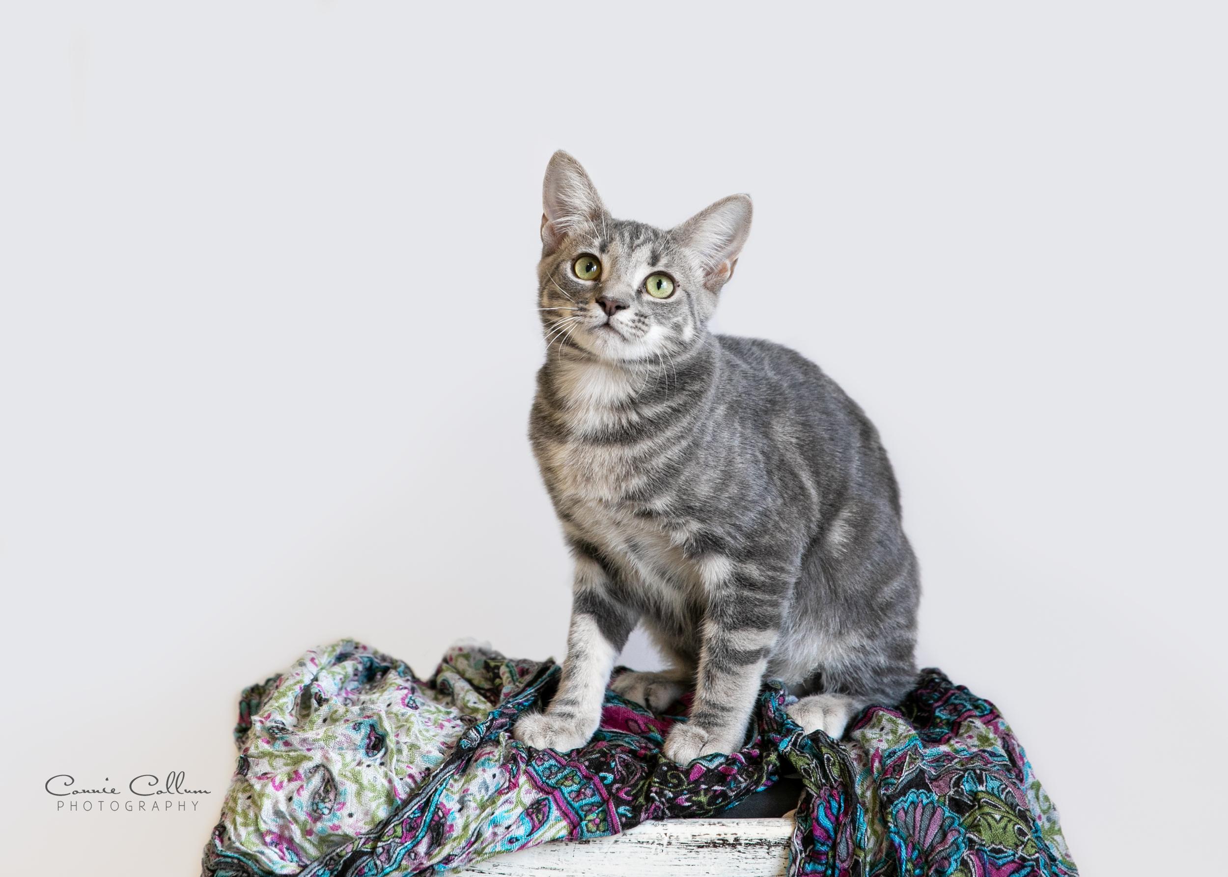 Kelly, adopted, Young Female Domestic Short Hair.