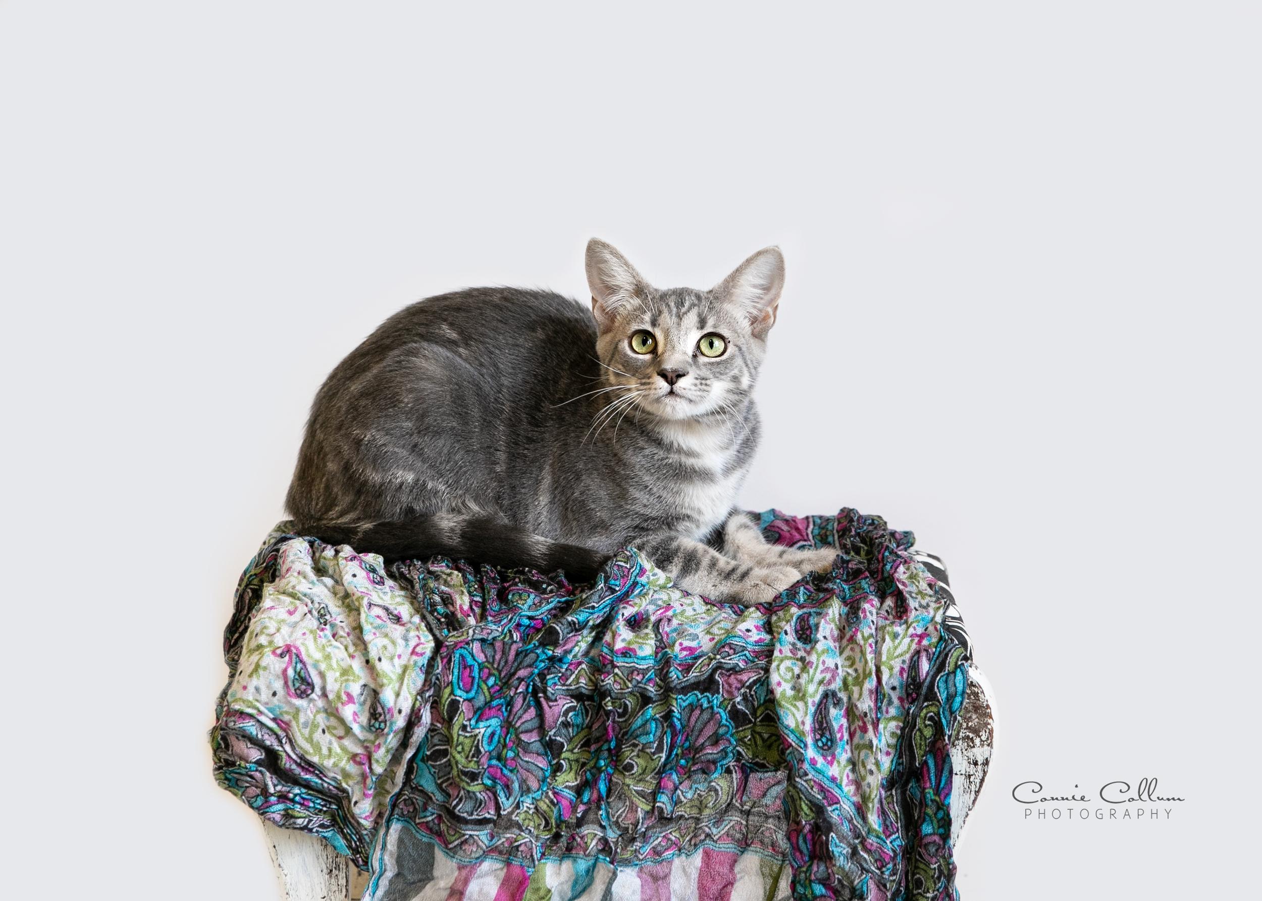 Enlarge Kelly, an adopted mixed breed in Homewood, AL image 3/4