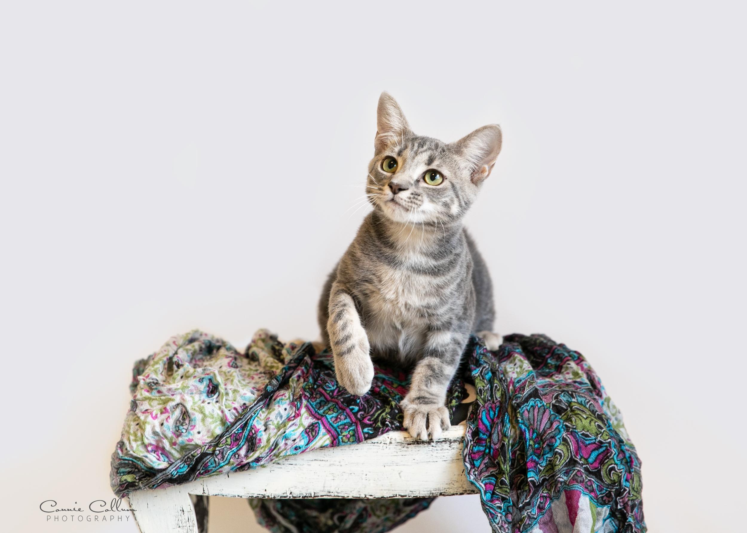 Enlarge Kelly, an adopted mixed breed in Homewood, AL image 2/4