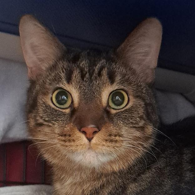 Enlarge Eric Andre 3000, a Adoptable Domestic Short Hair in Chicago, IL image 1/1