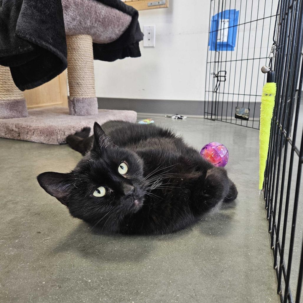 Sven, Adoptable, Senior Male Domestic Short Hair.