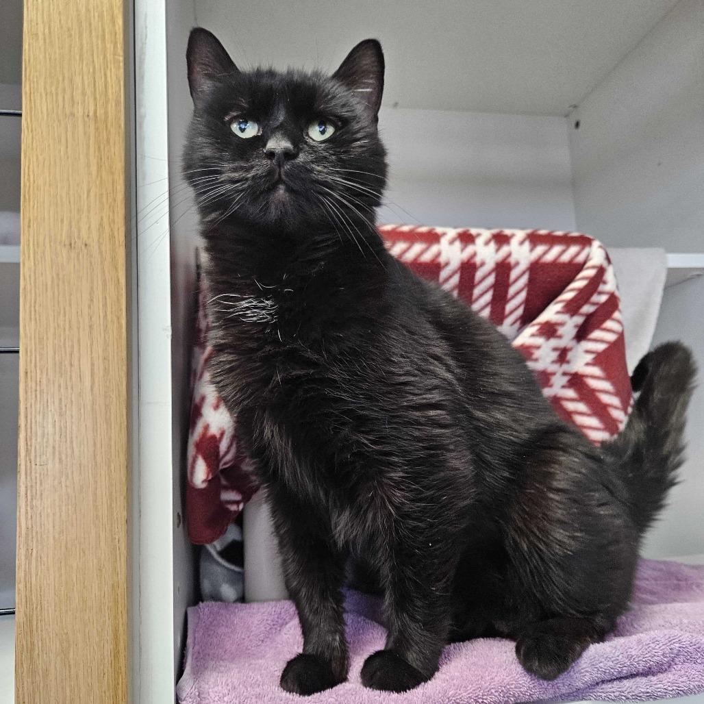 Enlarge Sven, a Adoptable Domestic Short Hair in Dover, NH image 3/5