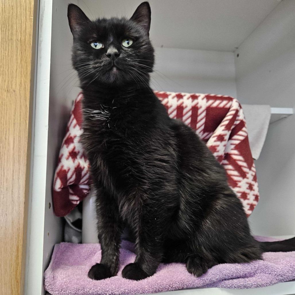 Enlarge Sven, a Adoptable Domestic Short Hair in Dover, NH image 4/5