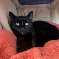 Enlarge Sven, a Adoptable Domestic Short Hair in Dover, NH image 5/5