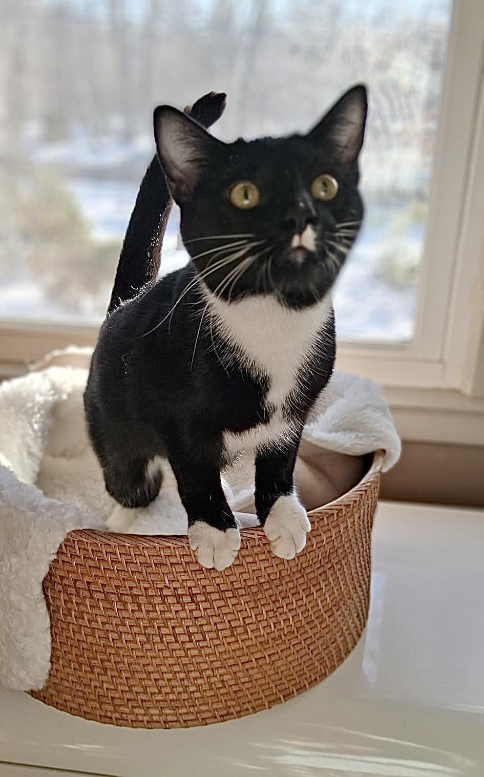 Enlarge Marx, a Adoptable Domestic Short Hair in Wallingford, CT image 1/1