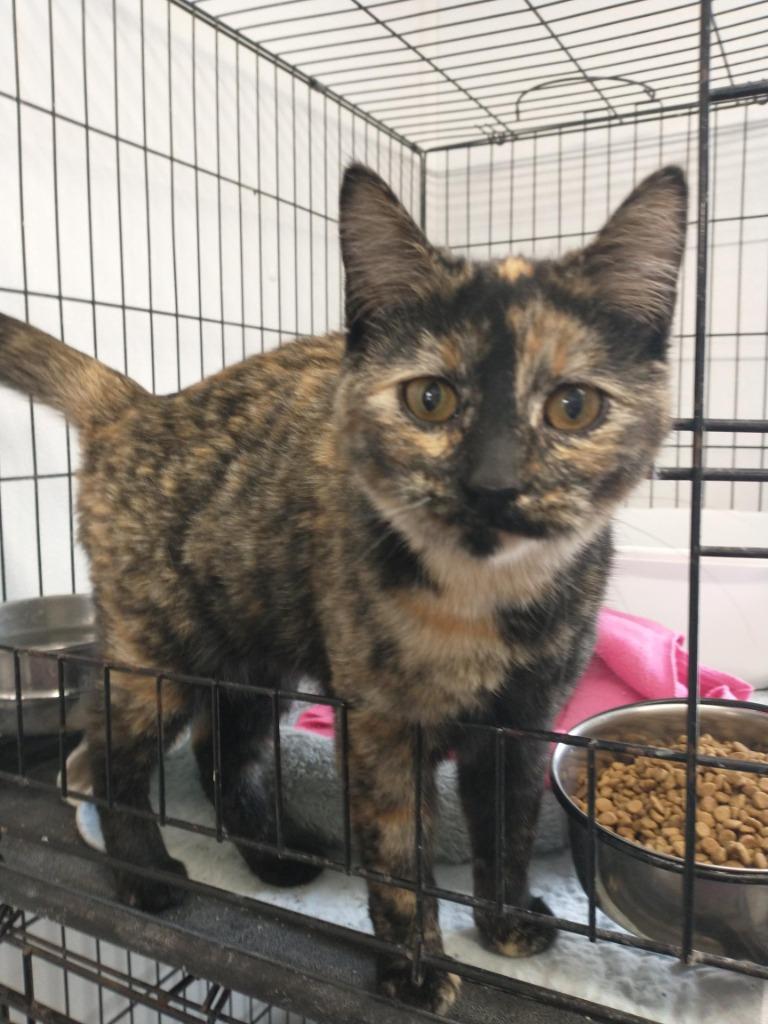 Enlarge Bebe, a Adoptable Domestic Short Hair in Saint James, MN image 1/5