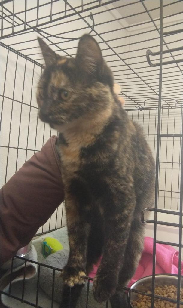 Enlarge Bebe, a Adoptable Domestic Short Hair in Saint James, MN image 2/5