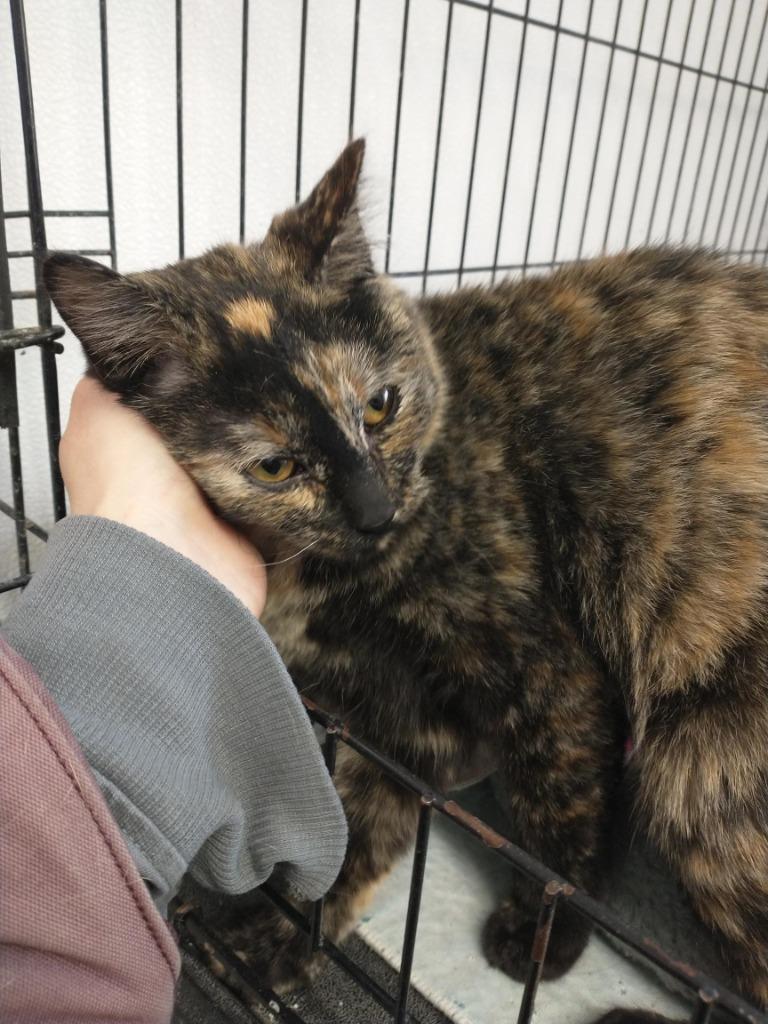 Enlarge Bebe, a Adoptable Domestic Short Hair in Saint James, MN image 3/5