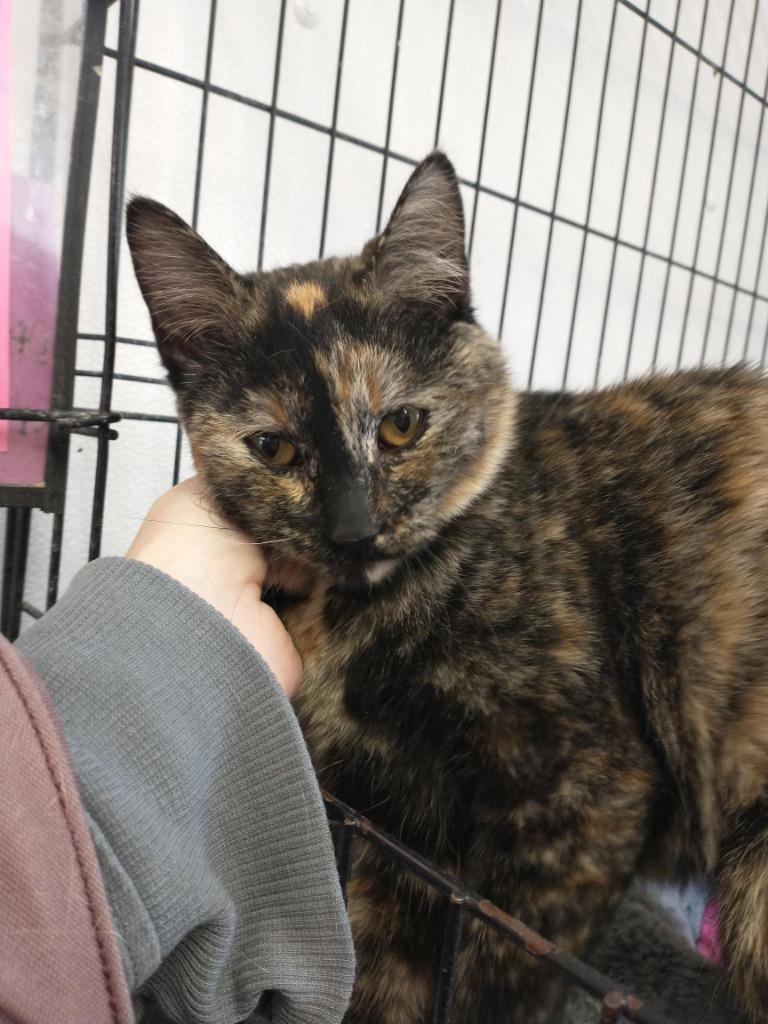 Enlarge Bebe, a Adoptable Domestic Short Hair in Saint James, MN image 4/5